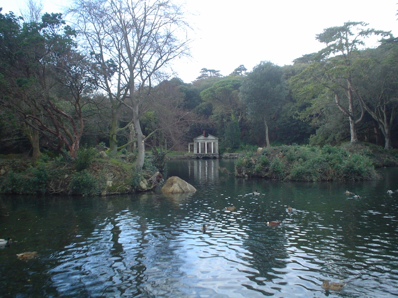 Ducks in the Pond in St. Anne's Park