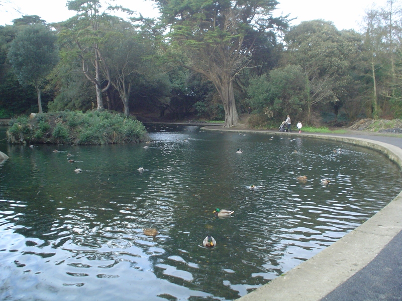 Ducks in the Pond in St. Anne's Park