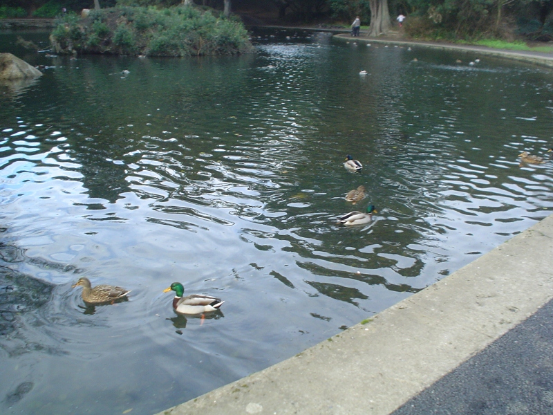 Ducks in the Pond in St. Anne's Park