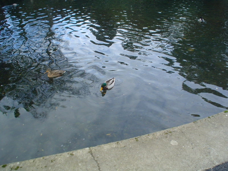 Ducks in the Pond in St. Anne's Park