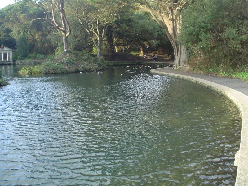 Ducks in the Pond in St. Anne's Park