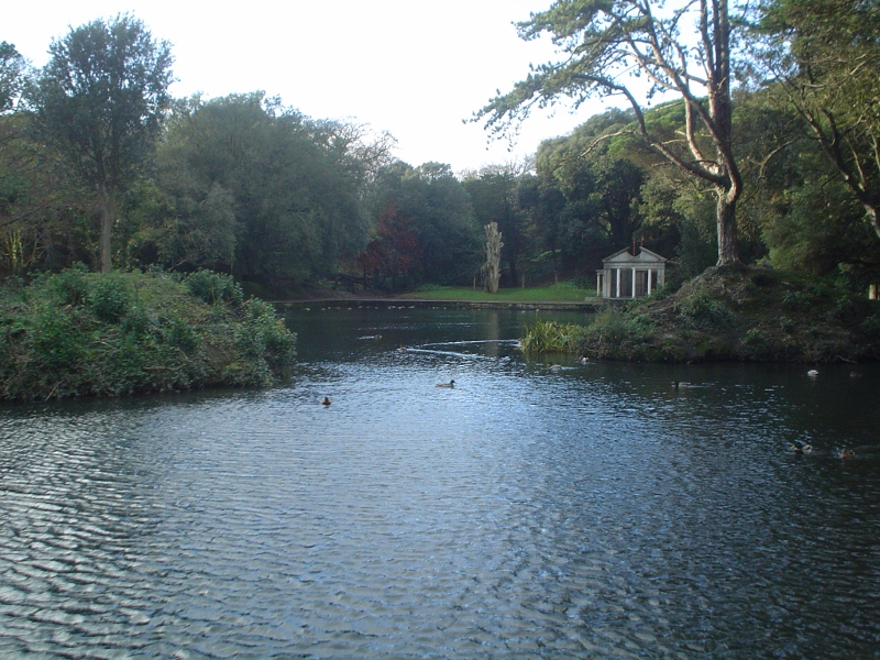 Ducks in the Pond in St. Anne's Park