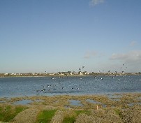 The Brent Geese in Flight over Bull Island. Click to Enlarge