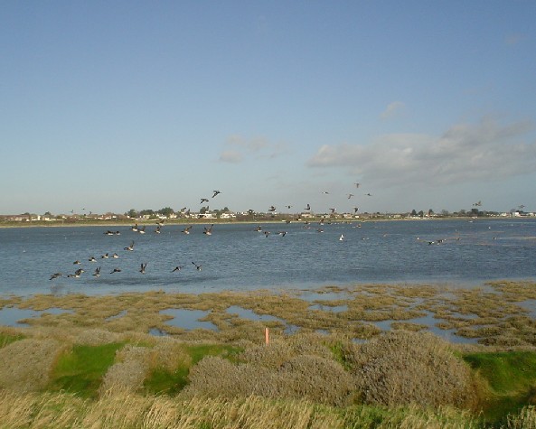 The Brent Geese in Flight over Bull Island