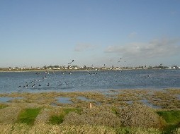 Brent Geese in Flight over the Bull Island