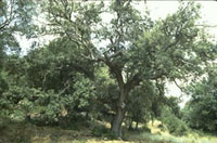 The Holm Oak