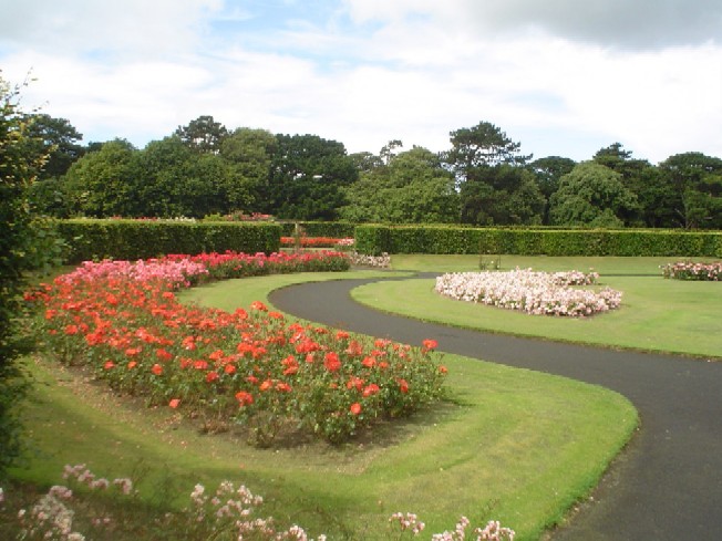 Roses in the Sun in St. Anne's Rose Garden