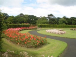 A View of the Rose Garden in St. Anne's Park