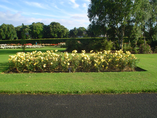 The Rose Garden In St Anne's Park