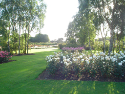 The Rose Garden In St Anne's Park